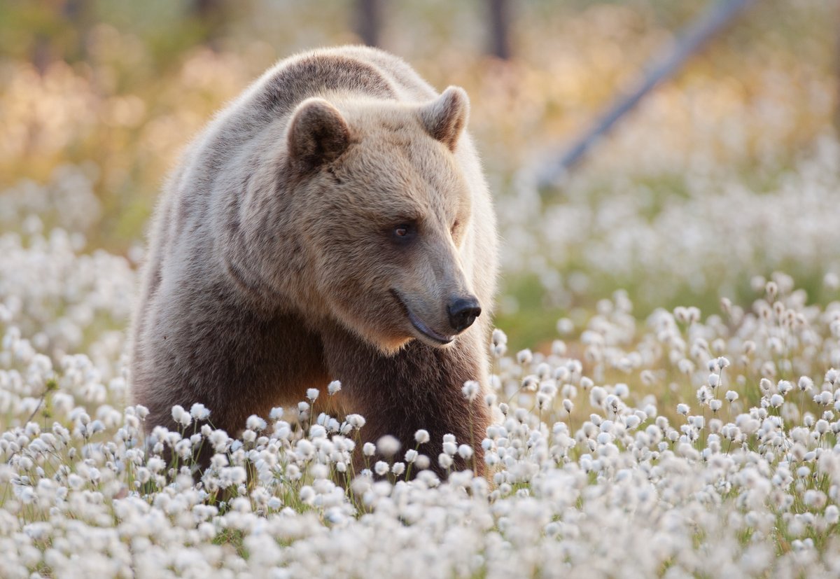 Finland's bears are waking after a long winter, and soon photographers from around the world will be arriving to capture them on film.📸 © Visit Finland <a href="/ourfinland/">Visit Finland</a> / Danny Laredo: instagram.com/discoveringfin… Learn more about filming Finland's big 4 carnivores discoveringfinland.com/blog/the-big-f…