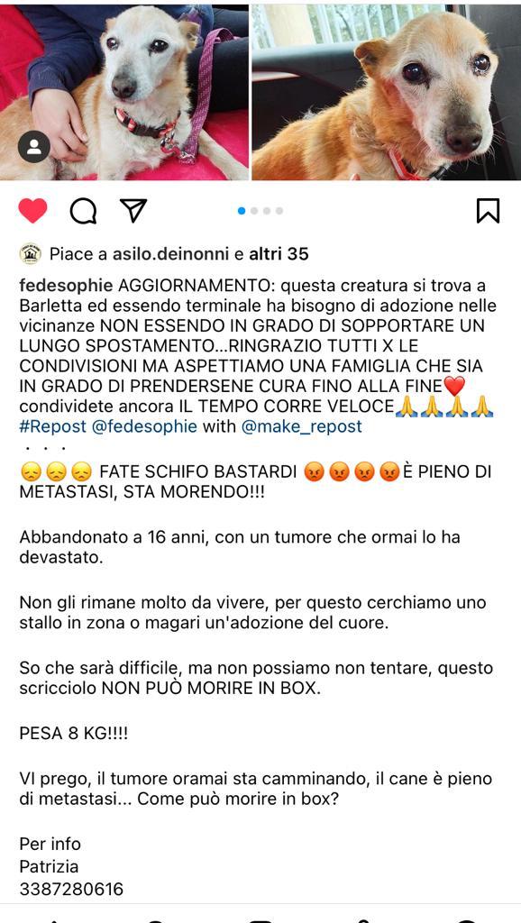 GabriellaBargh1's tweet photo. MALATO TERMINALE CERCA DOVE POTER MORIRE IN PACE E AMATO
RTRTRT X QUESTO POSTO IN ZONA
BARLETTA O DITORNI NN PUÒ FARE
VIAGGI LUNGHI E FATICOSI. GRAZIE
🙏🙏🙏🙏😭🌺🍀🐾🌸☘️💔💔💔🐞 https://t.co/iglnBuC1Tt