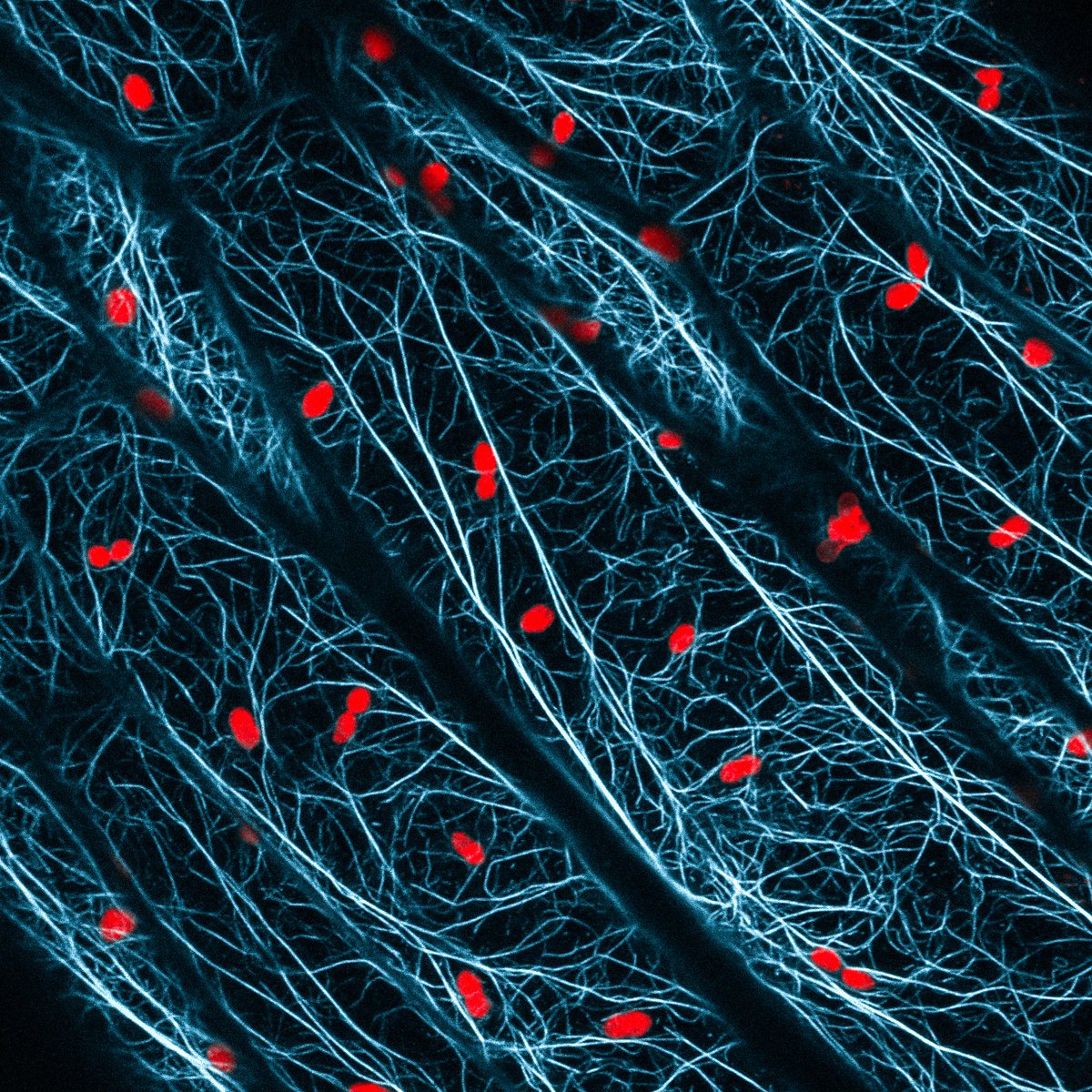 pragueplantcyto's tweet photo. European Plant Cytoskeletal Club is coming back, this year in offline format! Book the date 27.-28.6.2022 and come to Prague! Check http://www https://t.co/4AfXx4Hbg1 for more info. #EPCC2022 #PlantCytoskeleton PlantCellBiology #cytoskeleton #plantsci https://t.co/hUN6qad7FU