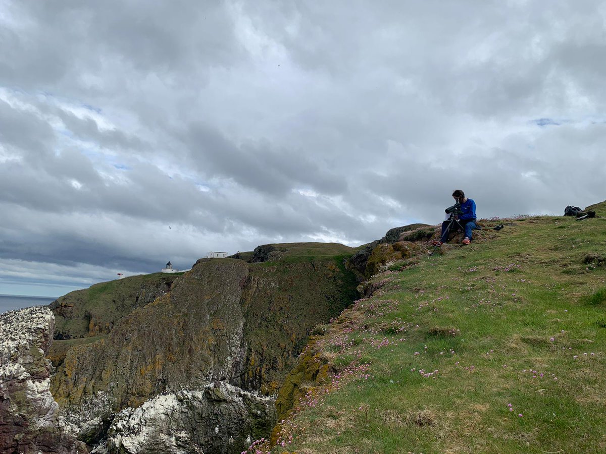 More #seabird jobs! We have FIVE fantastic Research Assistant roles tracking &amp; monitoring #seabirds at <a href="/Bempton_Cliffs/">RSPB Bempton Cliffs</a>, Fowlsheugh &amp; <a href="/N_T_S/">National Trust for Scotland</a> St Abbs

Senior RA bit.ly/36u9aRR &amp; bit.ly/3LIOFzN
2 x RA bit.ly/3JNj6Ei &amp; bit.ly/3DAAvhe | #Ornithology