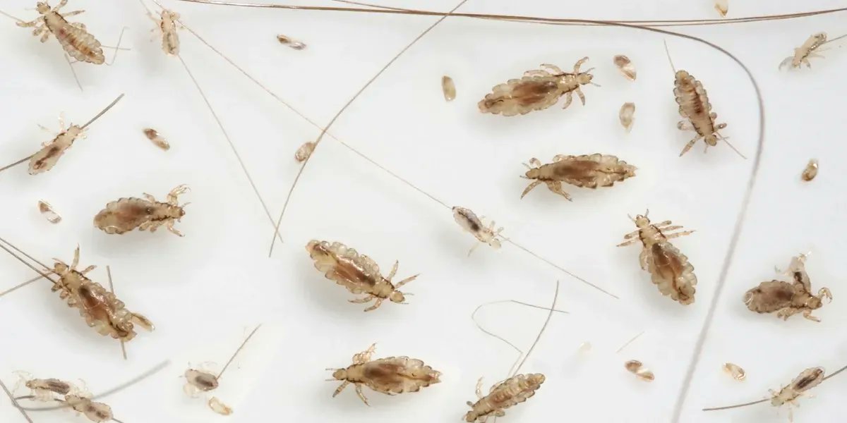 PestWorld's tweet image. Let’s talk #lice! With many schools and offices back in person, lice may once again be running rampant. There are several species found worldwide, so prevention is key! Check out this #PestGuide to learn more. #LiceTreatment #LicePrevention
buff.ly/3ieBV73