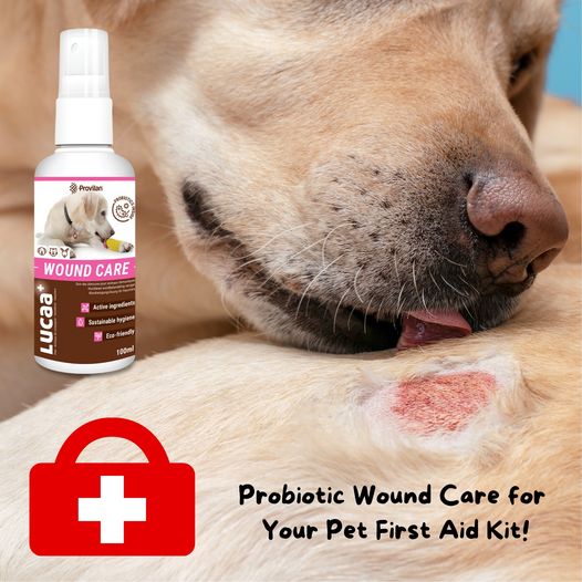 Facilitates wound healing and recovery.
Removes organic soils that can cause infection.
Balances the local microflora by integrating healthy bacteria into the affected environment.
Prevents infections.
True innovation – scientifically proven. ingenious-probiotics.com/product/pet-wo…