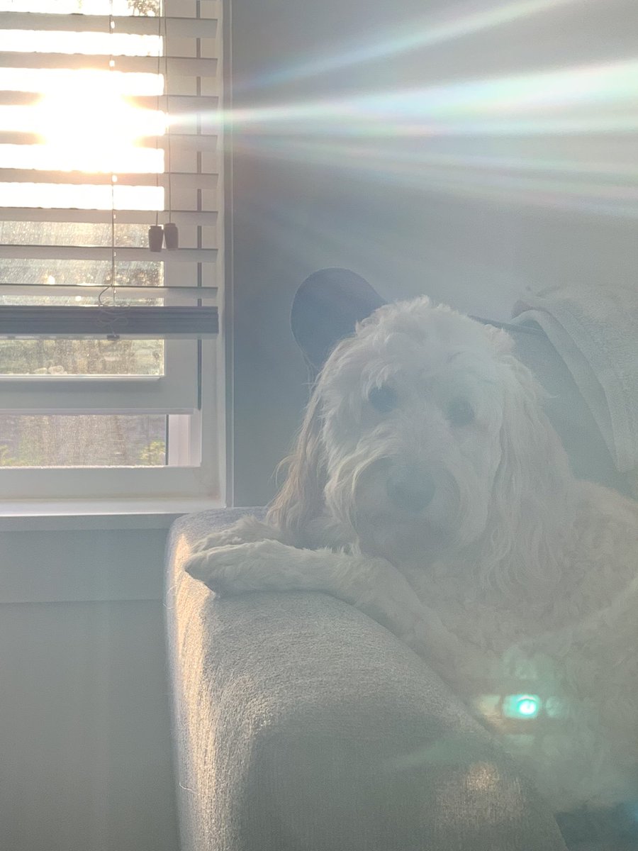 scorpeswriter's tweet photo. The orb and the pup . #alwayswatchingoverme https://t.co/DA5e8I2lbO