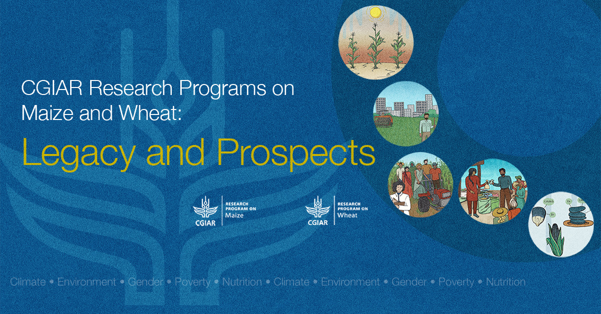 CIMMYT's tweet photo. π½ 604 varieties in 33 countries
π’ 415 partner institutions in 81 countries
π¬ 168 grants awarded in 40 countries
Some highlights of the impact of @CGIAR #MAIZE in the last decade!
Learn β about its research & explore the #CGIARMaize community: https://t.co/LIlSeoR8qL https://t.co/fiTQvqhnHV