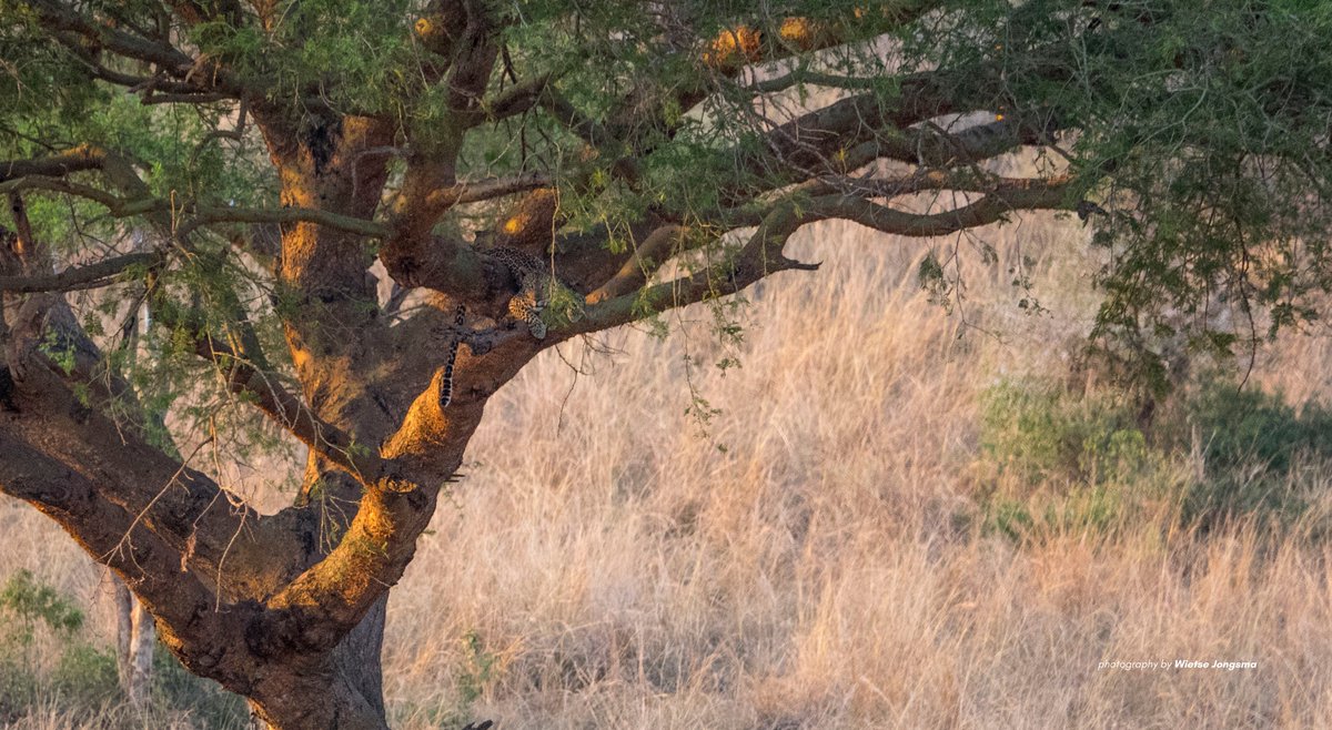ugwildlife's tweet photo. Retweet when you see it. 📷: Murchison Falls National Park #ExploreUganda #TulambuleWild https://t.co/GYkdWuumtD