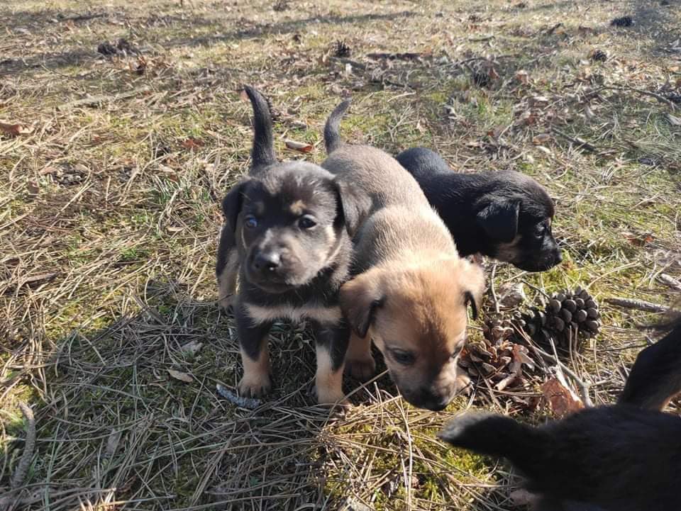 kavickar's tweet photo. Známému se narodilo spousta roztomilých štěňátek ale má problém pro ně najít vhodný domov. Dorostou do střední velikosti. https://t.co/hWXT14yc3m