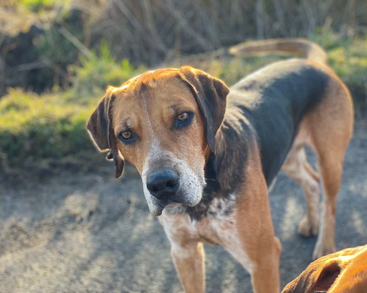 lurcherwork's tweet photo. #englishfoxhound #huntingwithhounds #workingdogs #houndhunters #foxhunting https://t.co/VoOFbs2oOS
