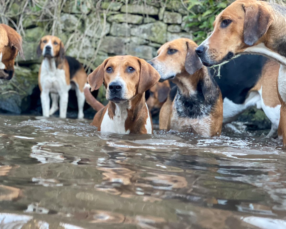 lurcherwork's tweet photo. #englishfoxhound #huntingwithhounds #workingdogs #houndhunters #foxhunting https://t.co/VoOFbs2oOS