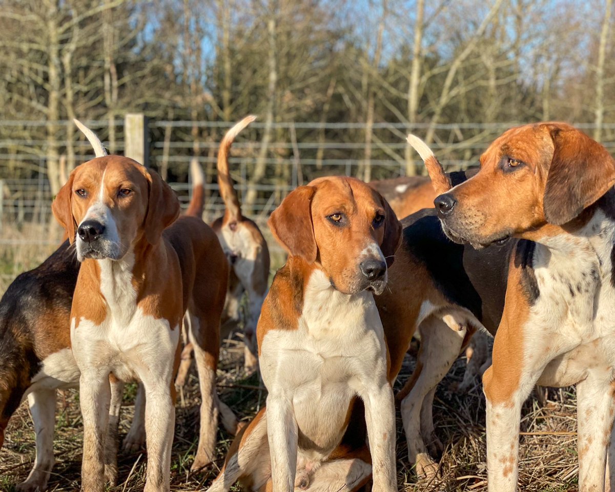 lurcherwork's tweet photo. #englishfoxhound #huntingwithhounds #workingdogs #houndhunters #foxhunting https://t.co/VoOFbs2oOS