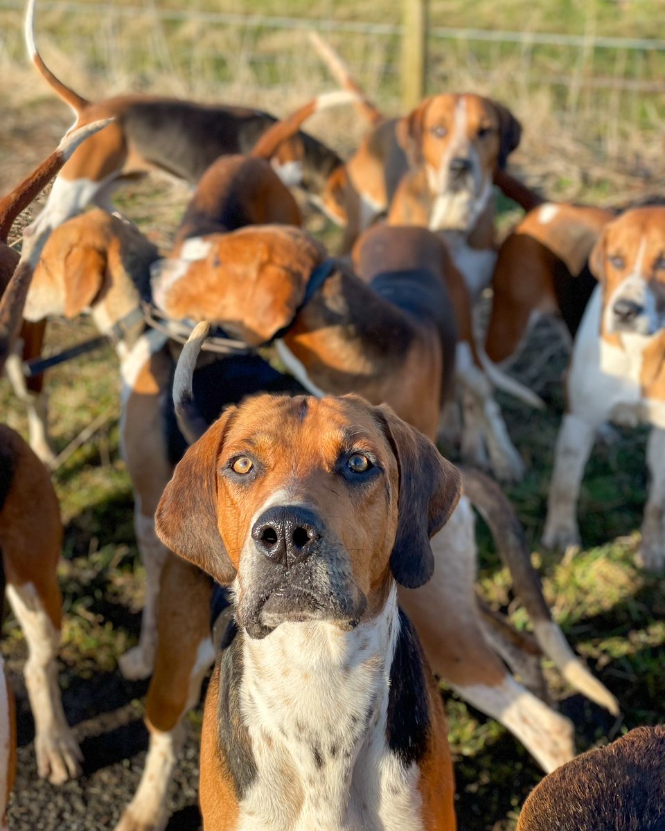 lurcherwork's tweet photo. #englishfoxhound #huntingwithhounds #workingdogs #houndhunters #foxhunting https://t.co/VoOFbs2oOS
