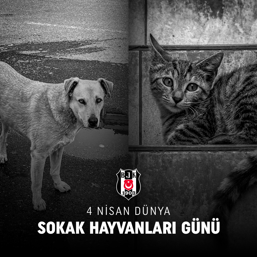 Besiktas's tweet photo. Sokak hayvanlarını korumak, sahip çıkmak hepimizin görevi. 

#DünyaSokakHayvanlarıGünü https://t.co/Tcjq04qkdo
