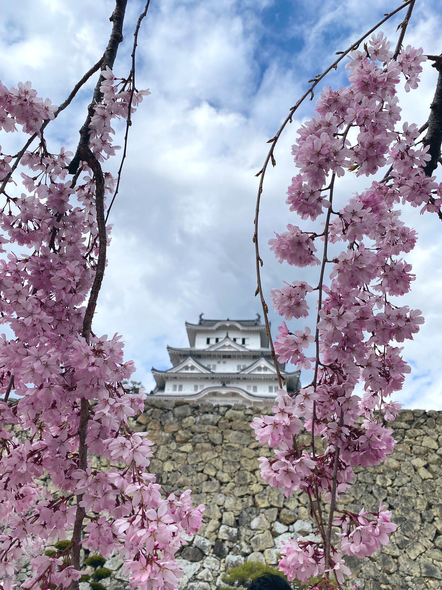 High Premium His Hills 渋谷 姫路城に来ました こちらは桜が満開で とてもきれいです 中の人の旅日記 人もだんだんと通常期のように戻って来ていますね 国内旅行 旅行 姫路 姫路城 桜 T Co Pitrmyqdrz Twitter