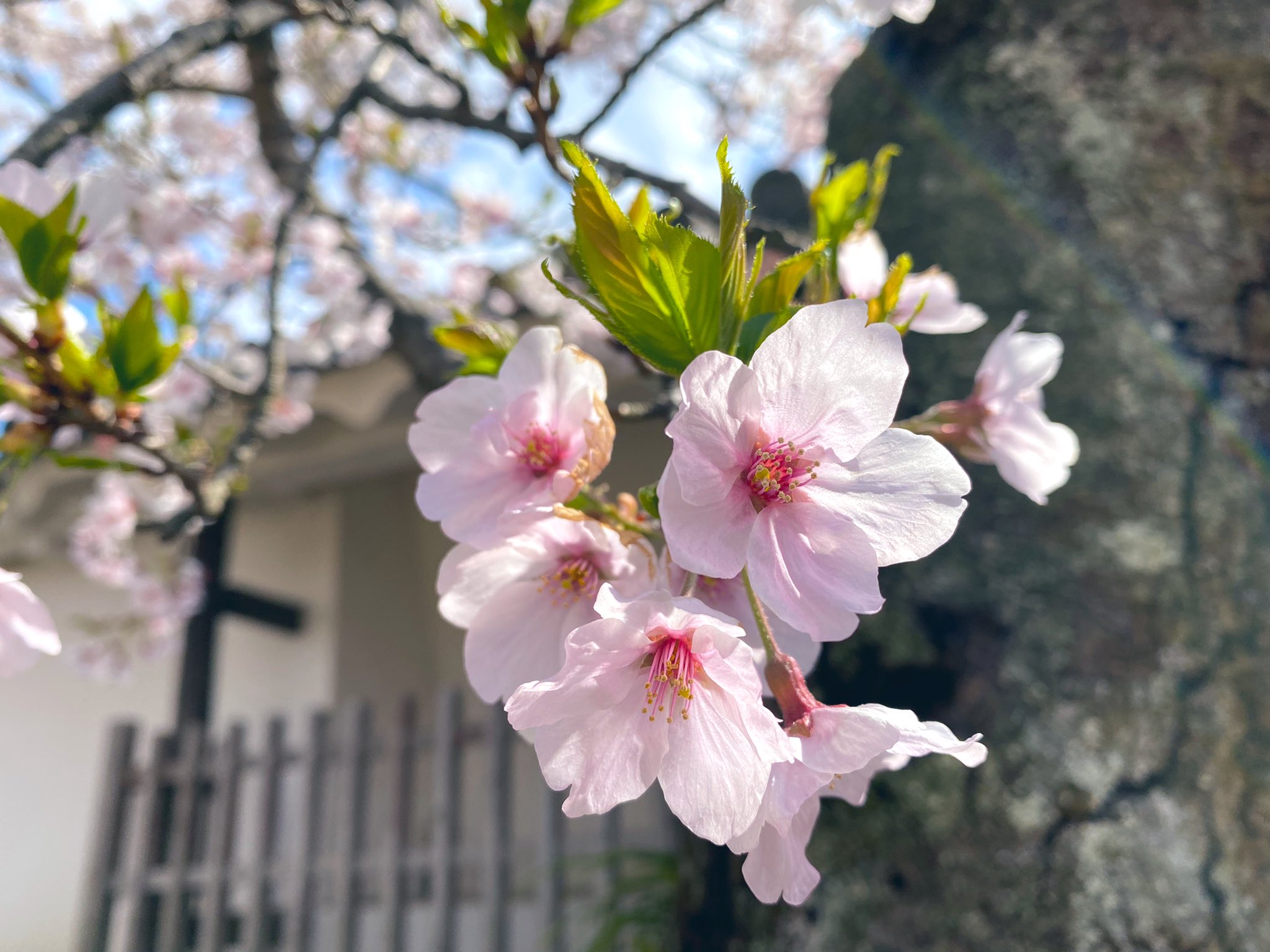 High Premium His Hills 渋谷 姫路城に来ました こちらは桜が満開で とてもきれいです 中の人の旅日記 人もだんだんと通常期のように戻って来ていますね 国内旅行 旅行 姫路 姫路城 桜 T Co Pitrmyqdrz Twitter