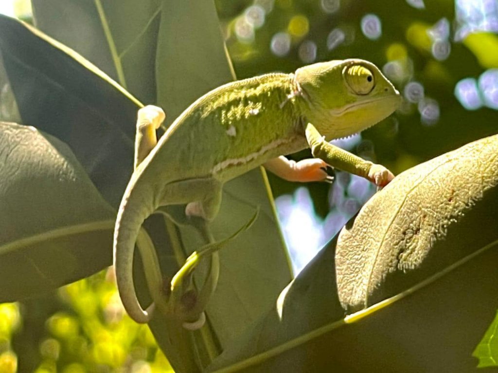 17 Tiny, Adorable Chameleons Hatched and Released Back into Wild - goodthingsguy.com/environment/17…