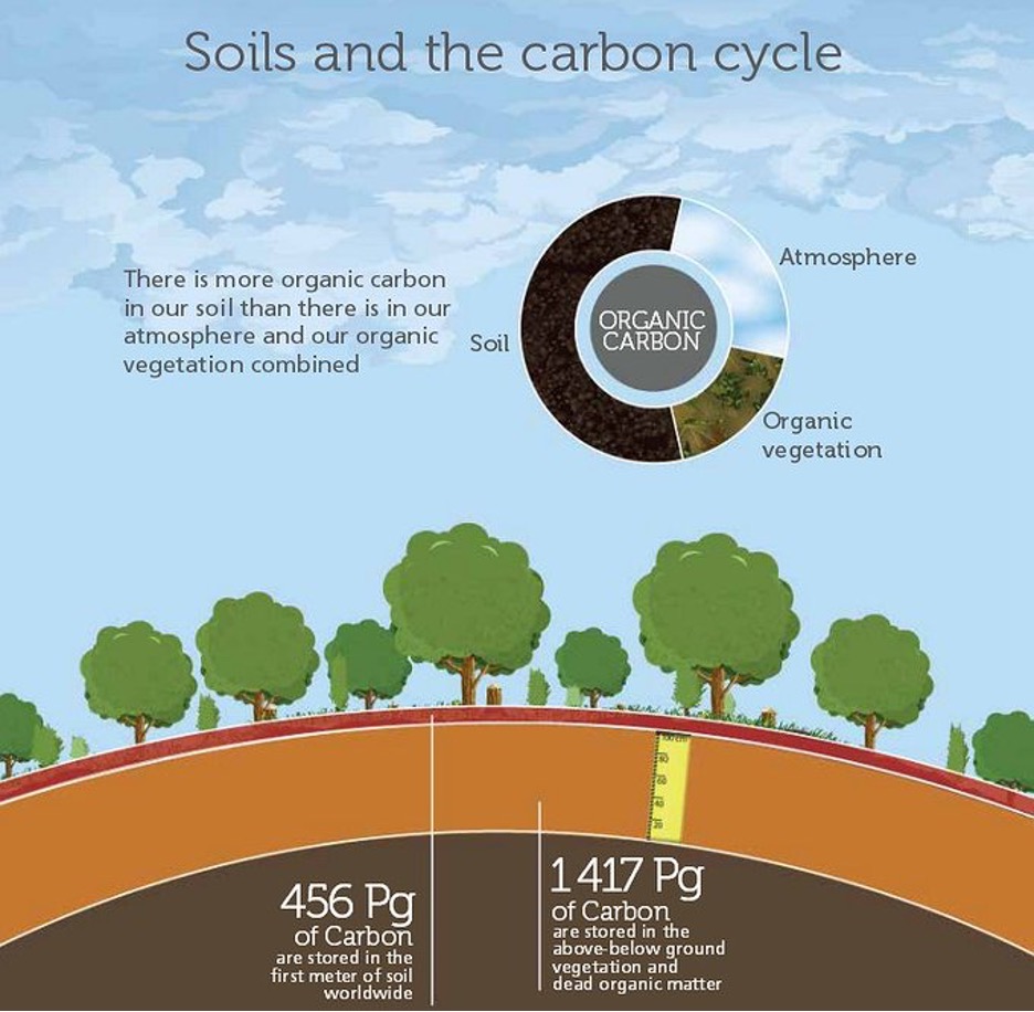 UN Land and Drought (@unccd) on Twitter photo #DYK that soil stores more carbon than all the plants and the atmosphere combined?
🌳
🐙
🪱
🦧
#LandLifeLegacy is all about taking care of our land and soil for a healthy planet and a sustainable future 🌞
bit.ly/3iRfpl2 🌍 <a href="/FAO/">Food and Agriculture Organization</a> #DYK that soil stores more carbon than all the plants and the atmosphere combined?
🌳
🐙
🪱
🦧
#LandLifeLegacy is all about taking care of our land and soil for a healthy planet and a sustainable future 🌞
bit.ly/3iRfpl2 🌍 <a href="/FAO/">Food and Agriculture Organization</a>