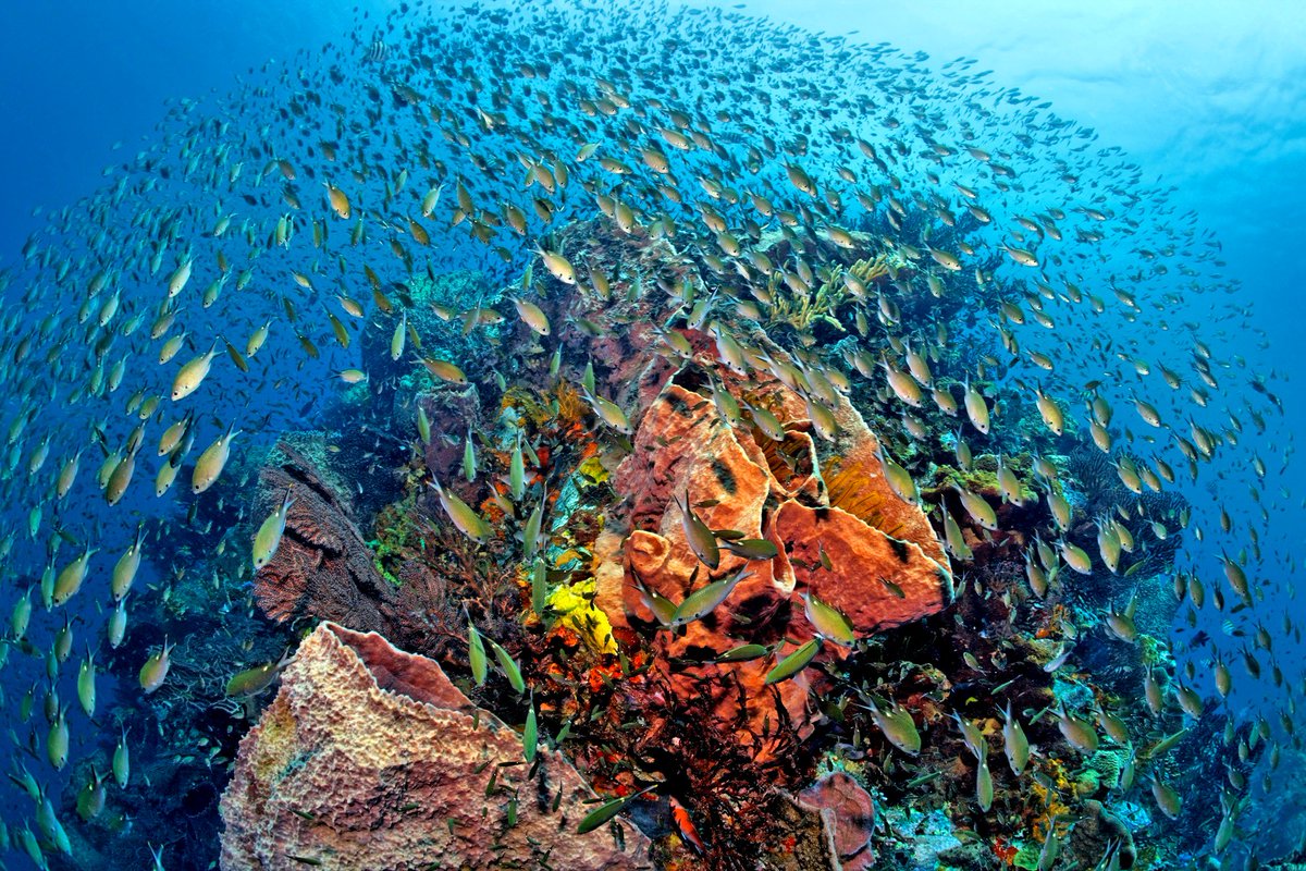ANSECHASTANET's tweet photo. Did you know? Our reef is recognised as one of the best #snorkelling and beach diving locations in the #Caribbean. 

#stlucia #ansechastanet #resort https://t.co/eMCrR7gfWZ