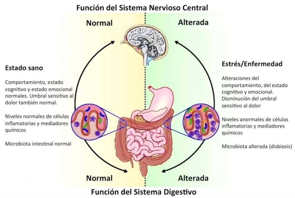 🔄 La comunicación bidireccional cerebro/intestino.
La exposición al estrés conduce a una amplia gama de trastornos gastrointestinales como el colon irritable, enfermedades funcionales gastrointestinales, la úlcera péptica y la enfermedad por reflujo gastroesofágico.
#psicología