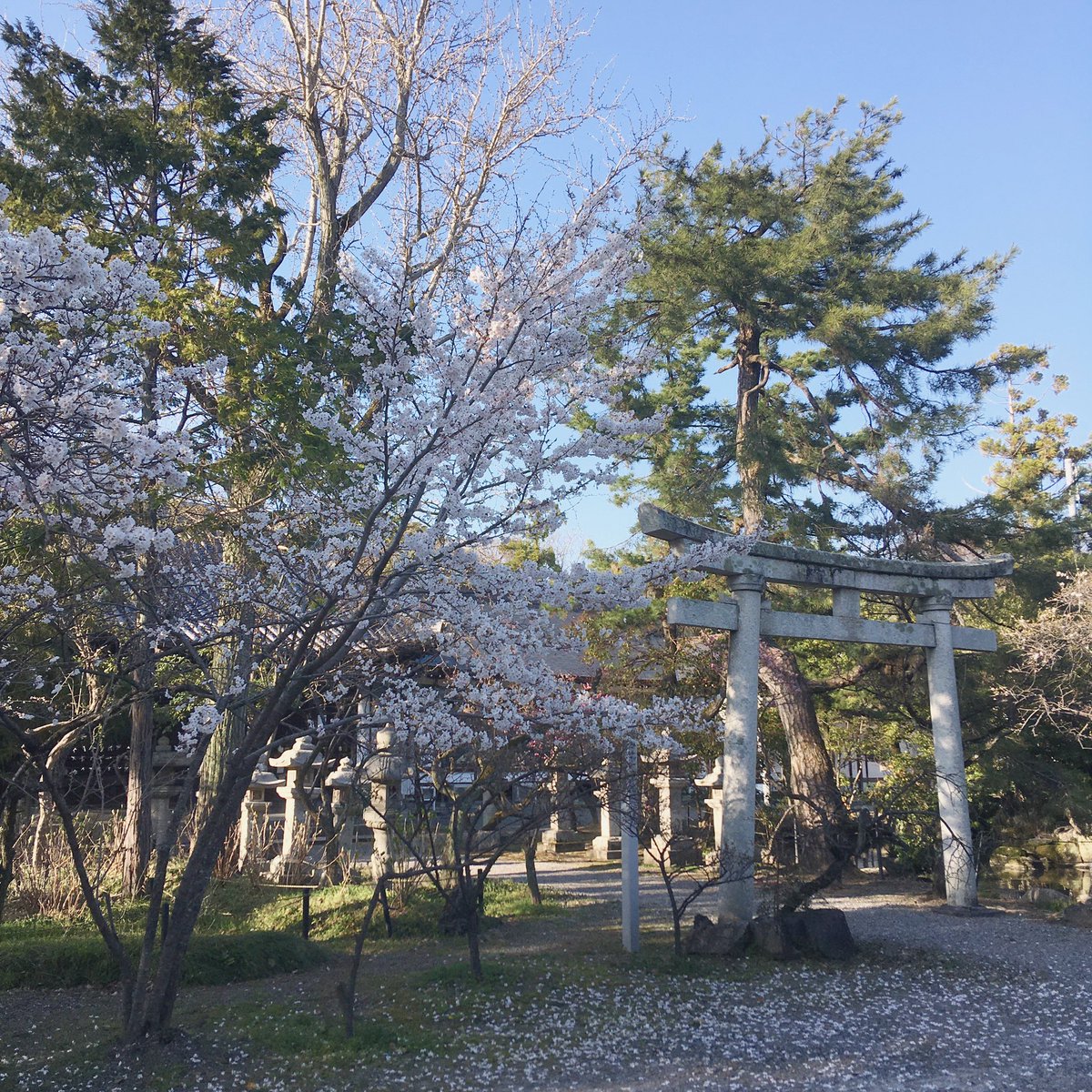 hamakogetsu_'s tweet photo. #長浜八幡宮
#桜

#滋賀　#長浜　#温泉　#旅行 https://t.co/rkTZLeNaJy