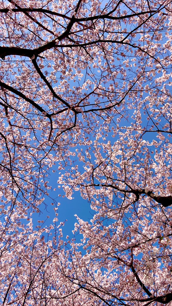 manakin7's tweet photo. お花見🌸お弁当持ってゴミ袋持ってレジャーシート忘れてお尻が草だらけなった🌱 ͛.* https://t.co/p35KRBnKEb