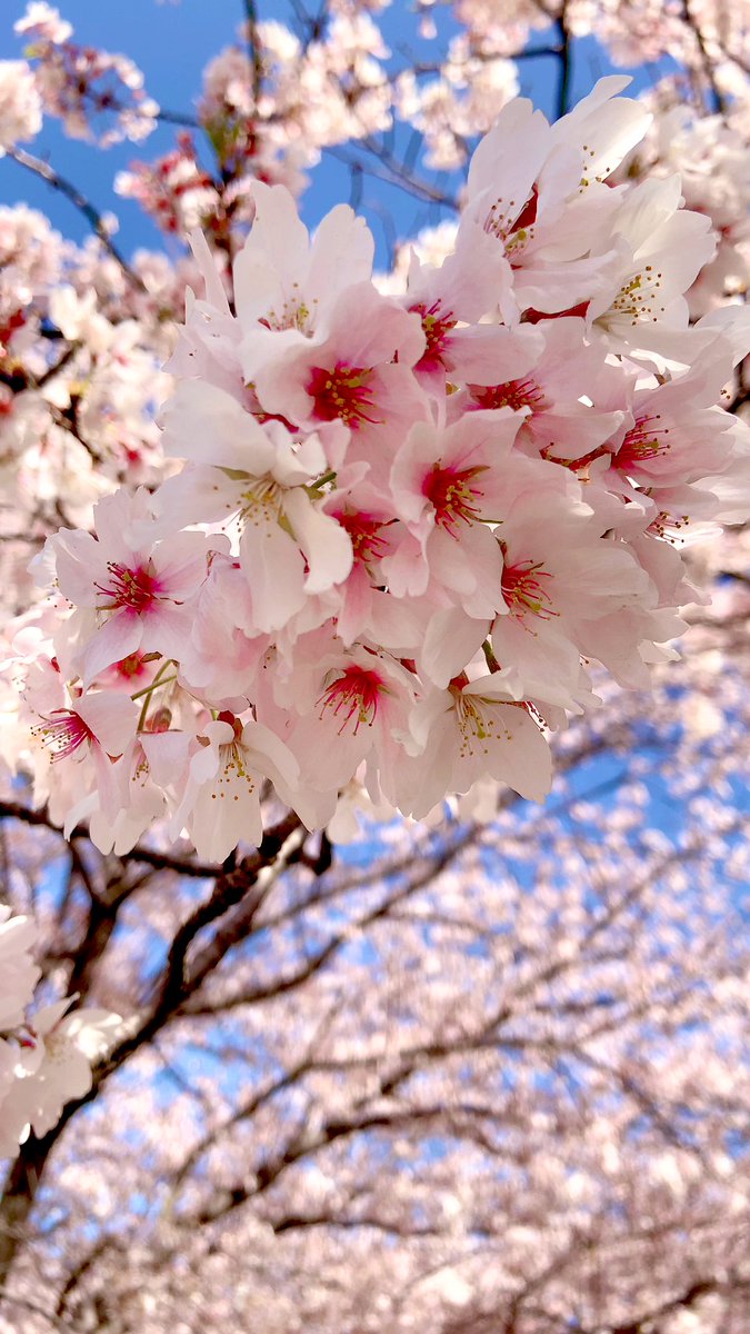 manakin7's tweet photo. お花見🌸お弁当持ってゴミ袋持ってレジャーシート忘れてお尻が草だらけなった🌱 ͛.* https://t.co/p35KRBnKEb