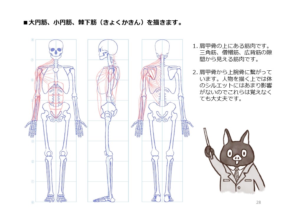 簡単マスター人体三面図(8/13)
腹筋を描き、そして背中の筋肉を描いていきます。背中の筋肉は背骨から肩甲骨や上腕骨に繋がっています。
PDF版のDLはこちら。
https://t.co/i3cTwr6lBS