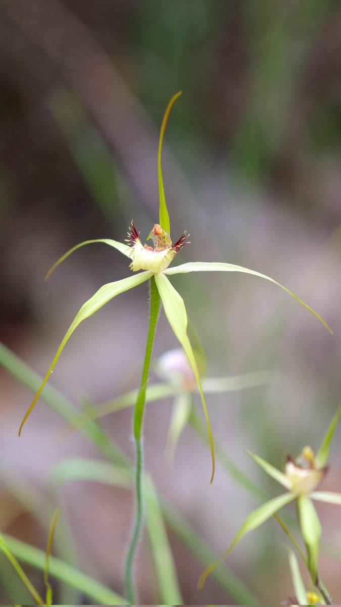 Kings Park tweet media