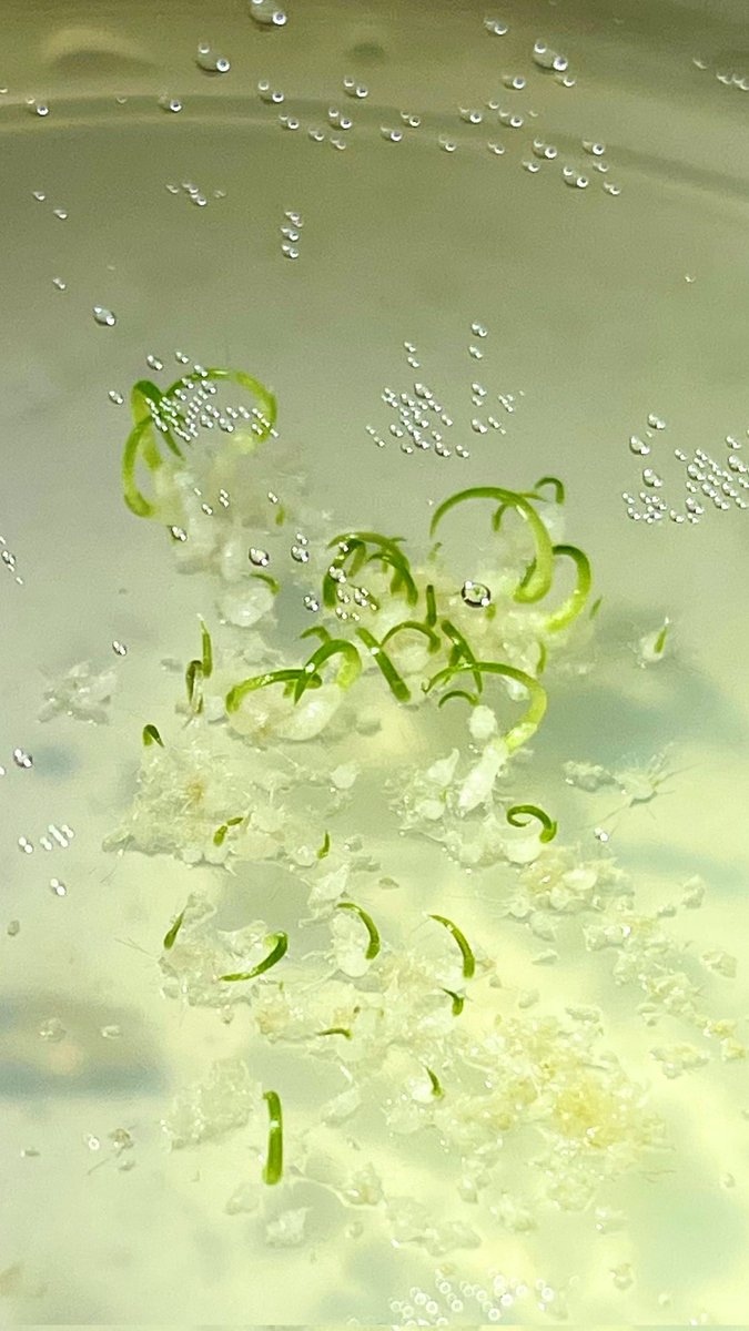 Kings Park tweet media