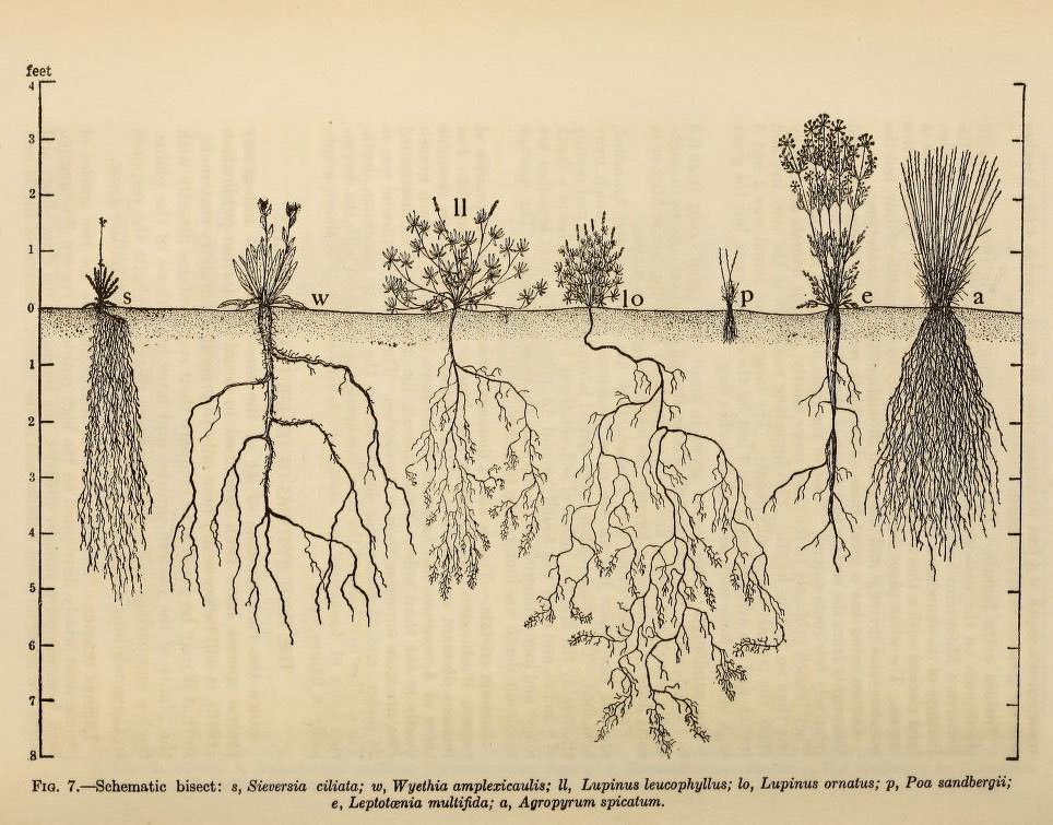 taha de saturno tweet media