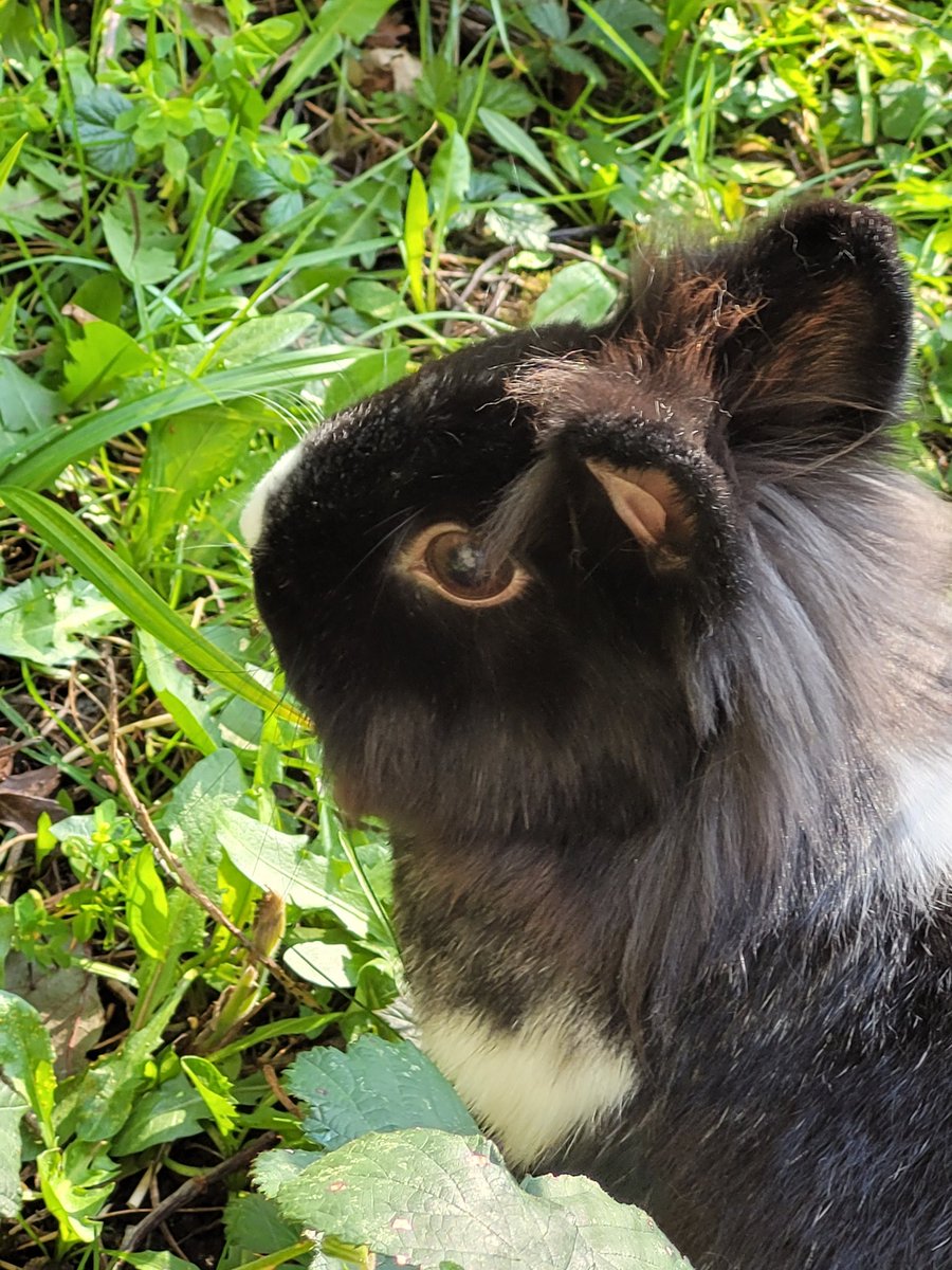 TMC Animal Care Dept tweet media