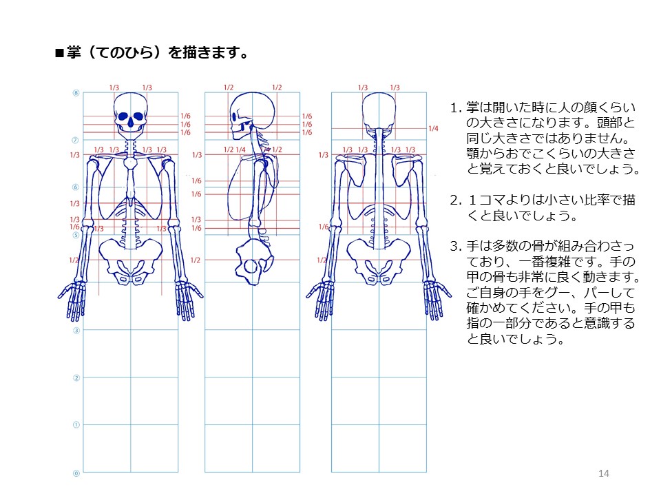 簡単マスター人体三面図(5/13)
前腕は2本の骨で構成されていますので捻ることが可能です。手首は股下に位置し、掌は顔(顎からおでこまで)と同じくらいの大きさです。大腿骨は脛より長いです。
PDF版のDLはこちら。
https://t.co/i3cTwr6lBS