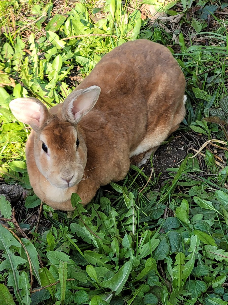 TMC Animal Care Dept tweet media