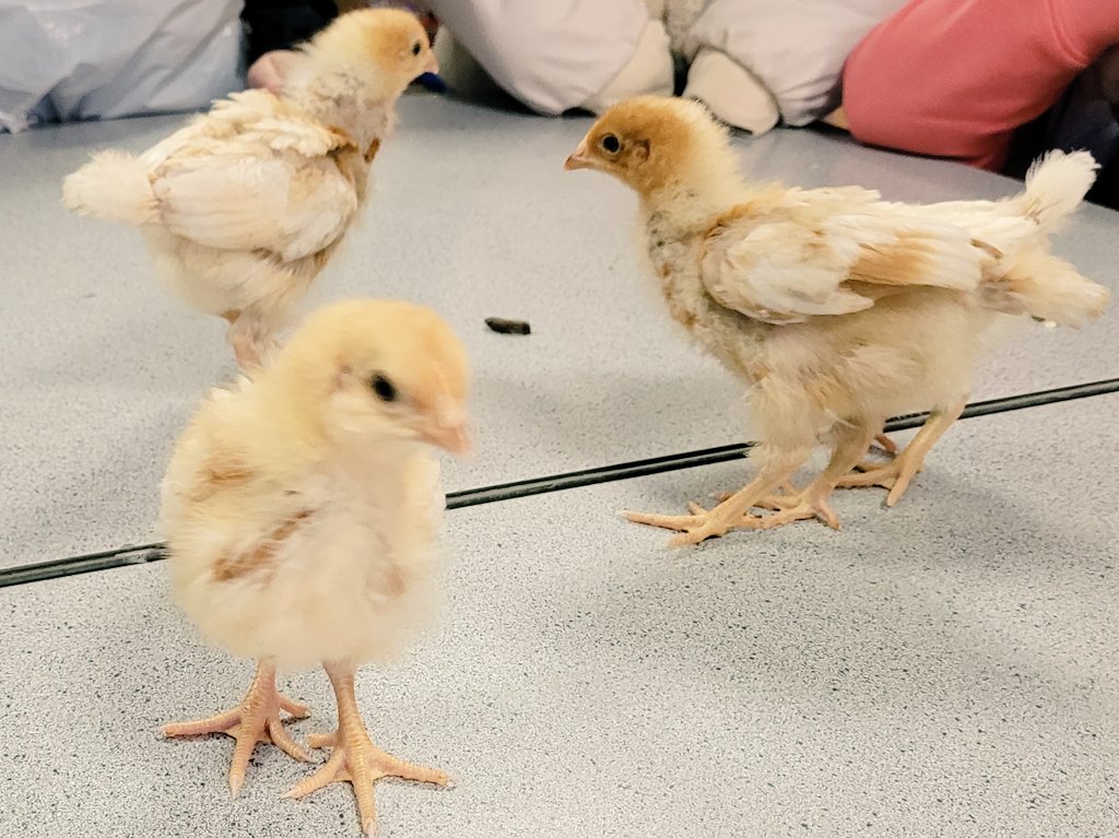 TMC Animal Care Dept tweet media