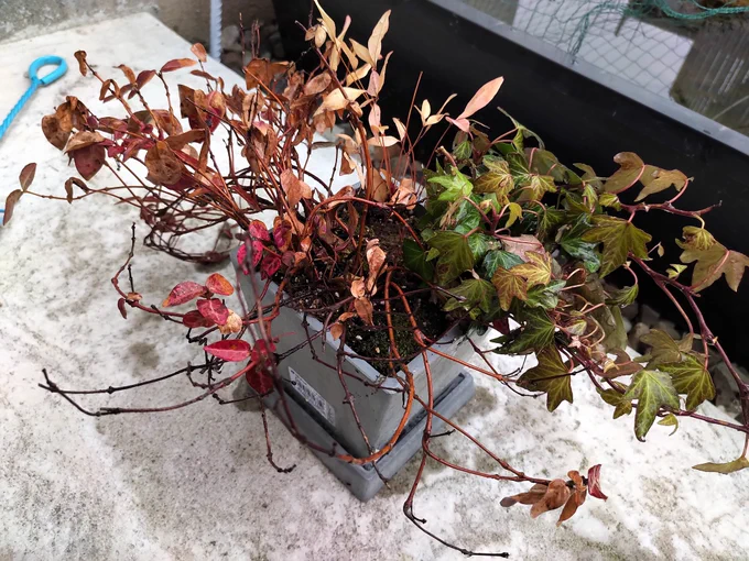 拙者、季節の変わり目に投げ売りされてる植物を買ってきて寄せ植えするのが好右衛門でごわ。 