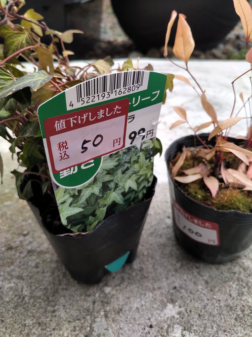 拙者、季節の変わり目に投げ売りされてる植物を買ってきて寄せ植えするのが好右衛門でごわ。 
