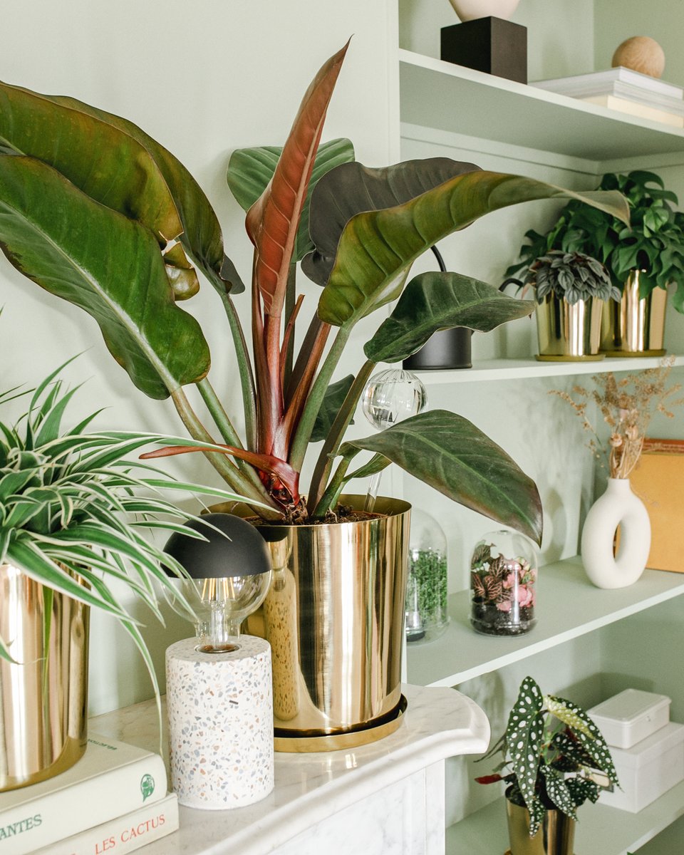 UrbanJungle Bloggers tweet media