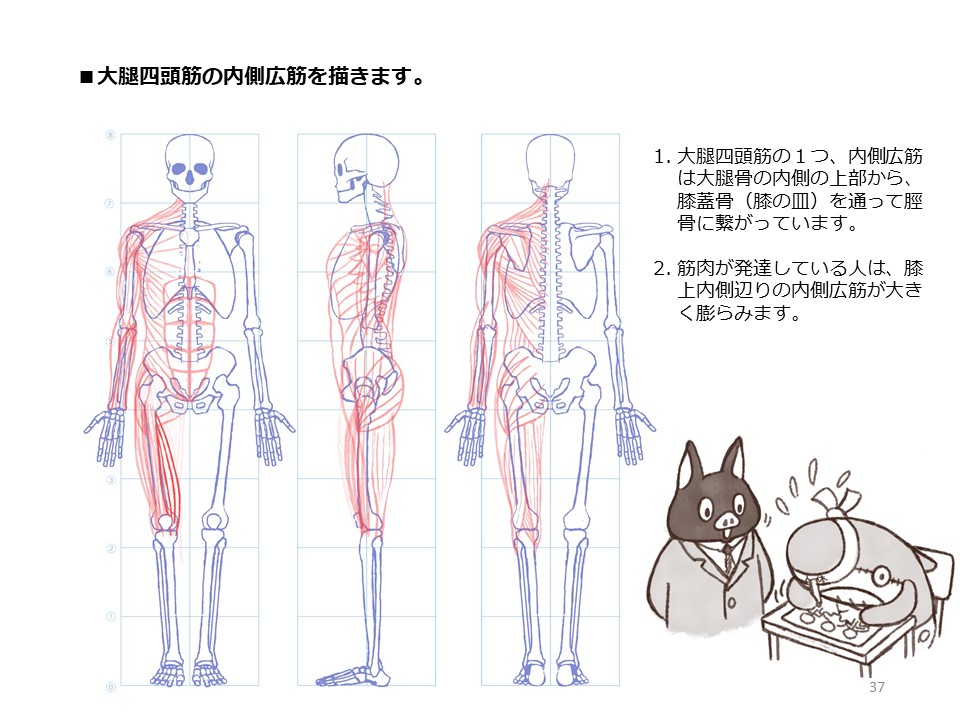 簡単マスター人体三面図(11/13)
引き続き、腿の正面側、そして内側の筋肉も描いていきます。
PDF版のDLはこちら。
https://t.co/i3cTwr6lBS