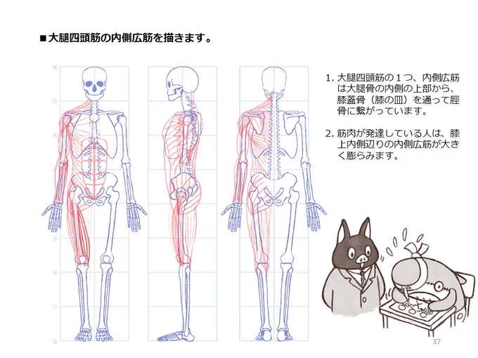 簡単マスター人体三面図(11/13)

引き続き、腿の正面側、そして内側の筋肉も描いていきます。

PDF版のDLはこちら。
https://t.co/i3cTwr6lBS 