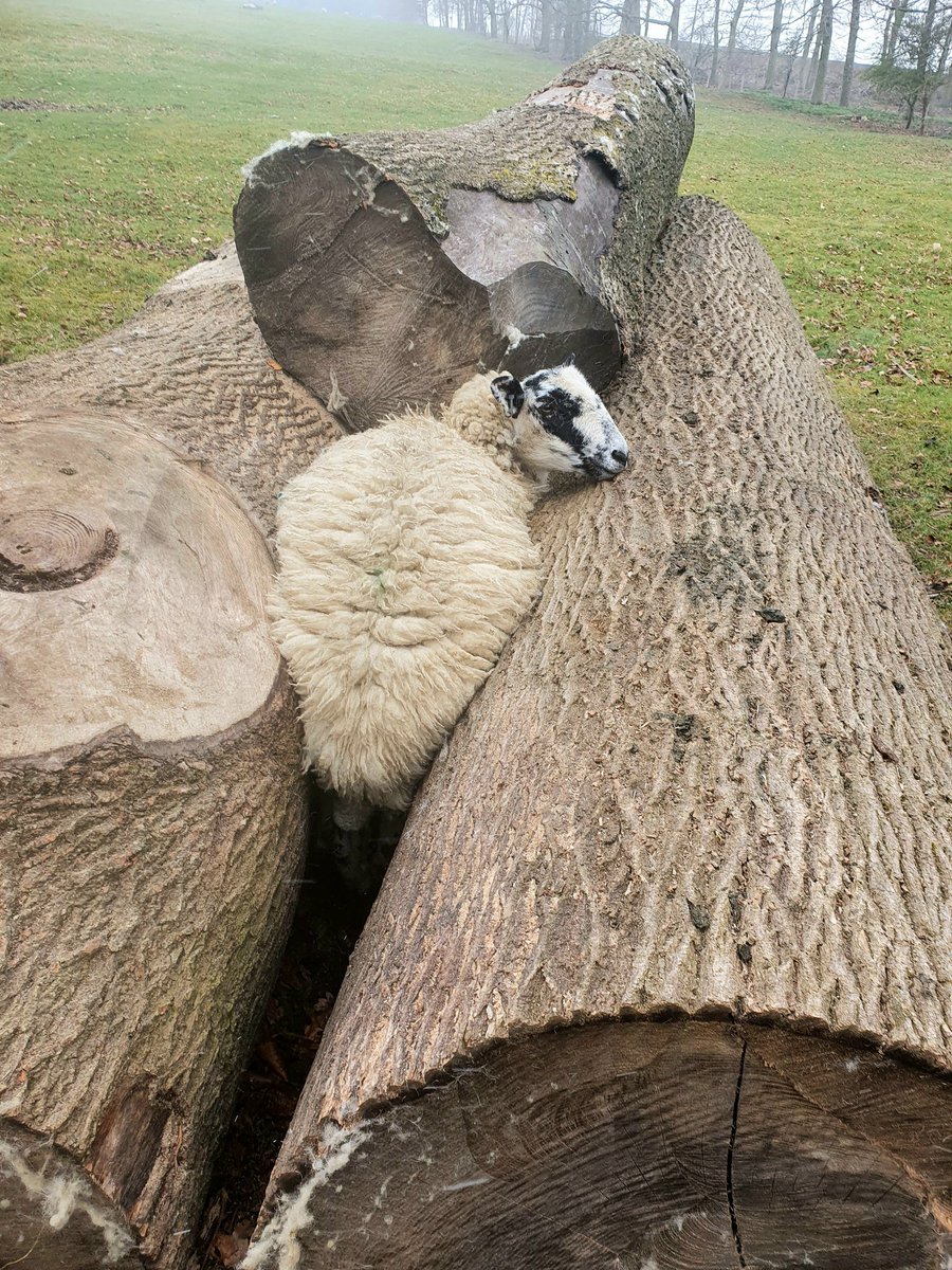AdeysAlthorp's tweet photo. If there is anywhere they can possibly get stuck, they will find it!
Conservation@althorp.com  #sheep #HappyEnding https://t.co/9azRdkeTQk