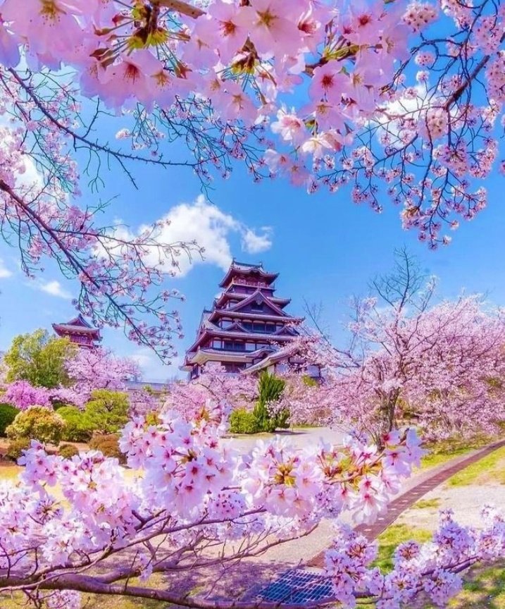 VieNatureSavoir's tweet photo. Happy New Week For everyone 
🌸💜💙💜🌸 
#NatureBeauty #NaturePhotography #Nature
#naturelovers https://t.co/0OFCzksbj2