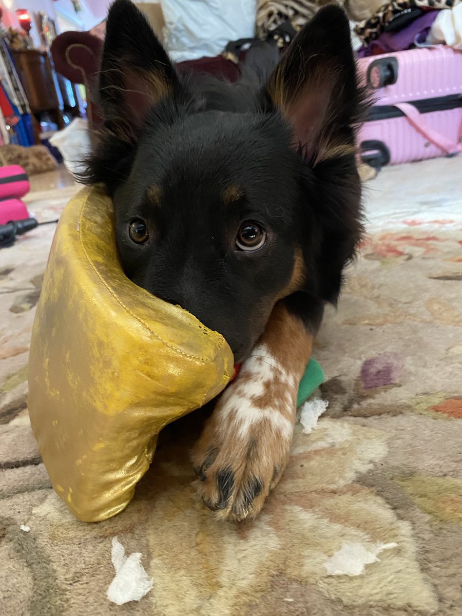 FakeAmandaStone's tweet photo. Sometimes I forget I have Twitter.. so here’s a pic of my puppy 😂 https://t.co/ueMwzmb30q