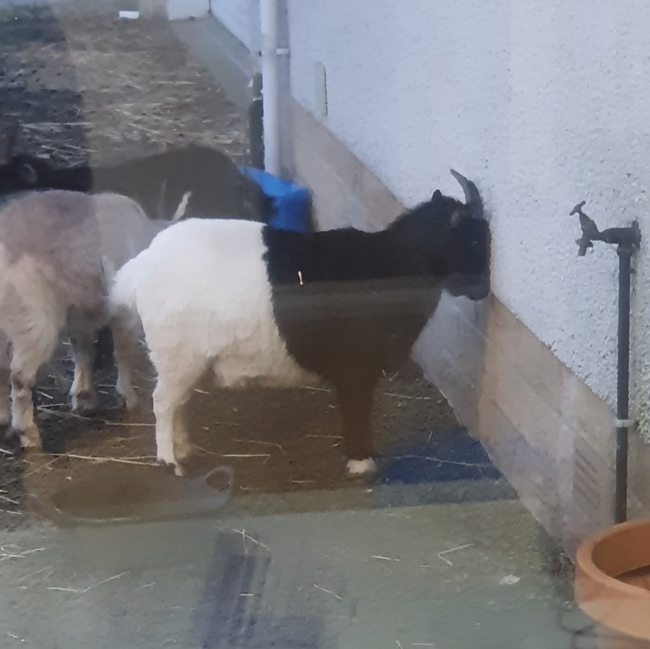 AsprisScotland's tweet photo. Rocco the goat certainly has that Monday feeling! 

The friendly animals at one of our children’s homes help provide a unique experience for our young people. Looking after animals can reduce anxiety, build resilience and develop a range of skills. They're also very entertaining! https://t.co/DDRULP8f0C