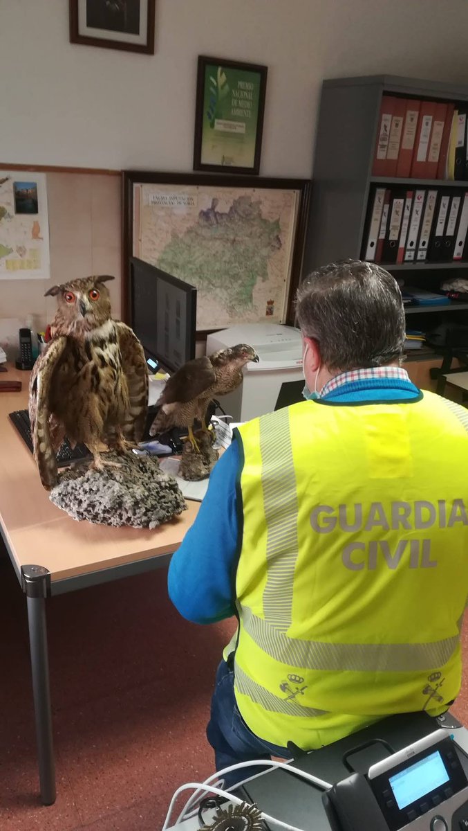 GCSoria062's tweet photo. #GuardiaCivilSor, investiga a dos personas como presuntas autoras de un supuesto delito relativo a la protección de la fauna y flora silvestre, al tener un #BúhoReal y un #azor hembra naturalizados.
#SoriaColaboraGC https://t.co/Vq4mJXJEMj