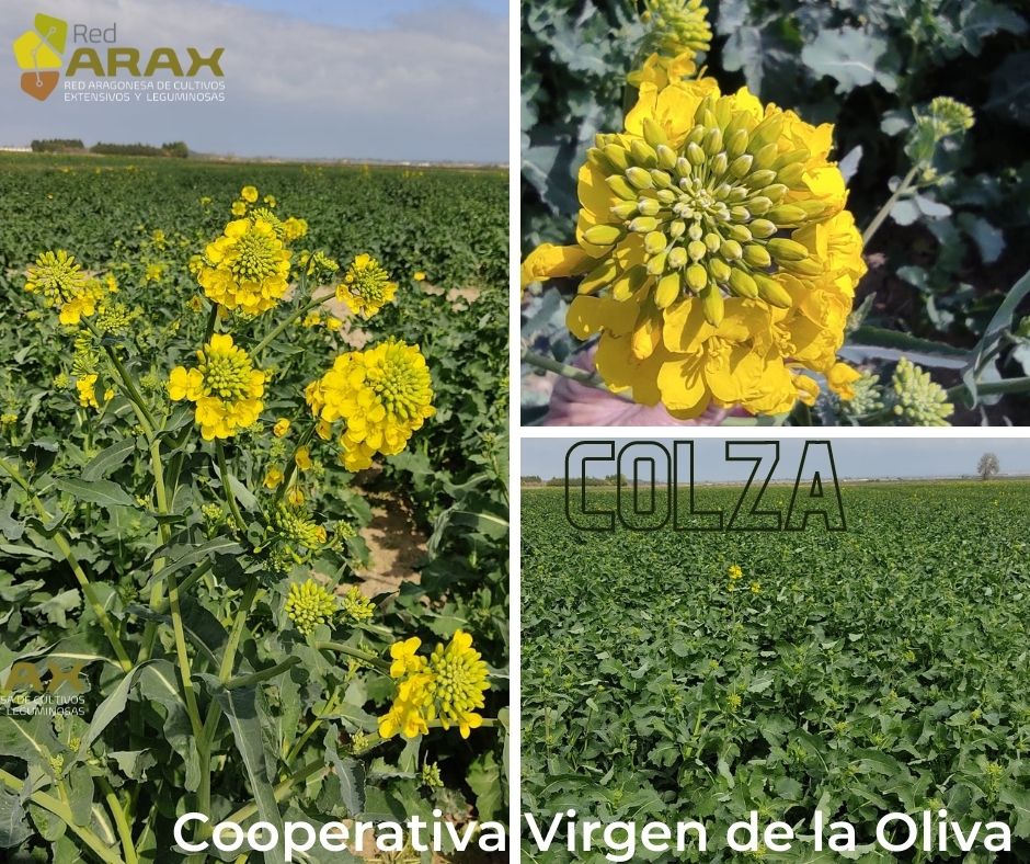 red_arax's tweet photo. 🌻Empieza la floración de la #colza de @CoopEjea y Red #Genvce:
✅Variedades híbridas en #regadío más tempranas
▶️Ensayo sin malas hierbas y sin presencia de plagas ni enfermedades.
❄️Las plantas han resistido, de momento, las bajas temperaturas de este fin de semana⬇️⬇️ https://t.co/w0i1PzmmMH