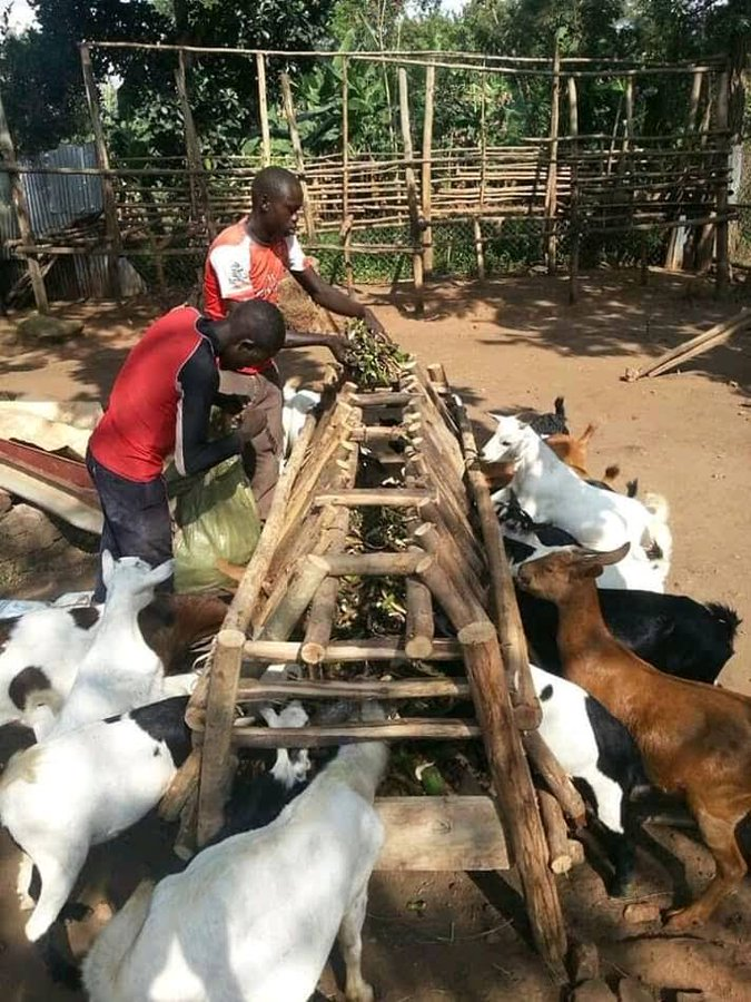 jcniyomugabo's tweet photo. This type of goat farming is cheap and easy to manage. Let's engage in farming. https://t.co/BQasbLfhYC