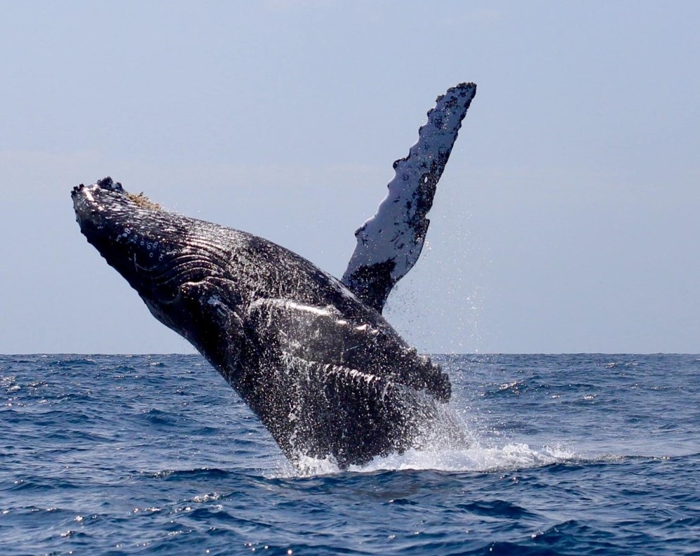 Great news for #TheHumpbackWhaleSentinelProgram!  Pacific Funding secures 2022 #NewCaledonia campaign of #BreedingStockRepresentatives @ClaireGarrigue and @SoleneDerville. We are excited to support an #EarlyCareerResearcher and #AnMAP #Antarctic #LongTermMonitoring @Griffith_Uni