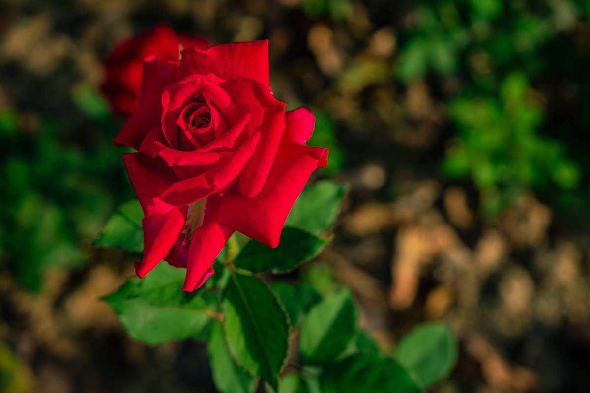 La vie en Rose.. 🌹

Clicked at the @tamronindia Flowers and macro photowalk to Sunder Nursery with a 35mm f/2.8 Di OSD Macro 1:2

#mudart #tamronindia #photography #rose #flowers #photographylovers #roses #flowerpower #flowerslovers  #flowersandmacro #flowersphotography  #ROSE