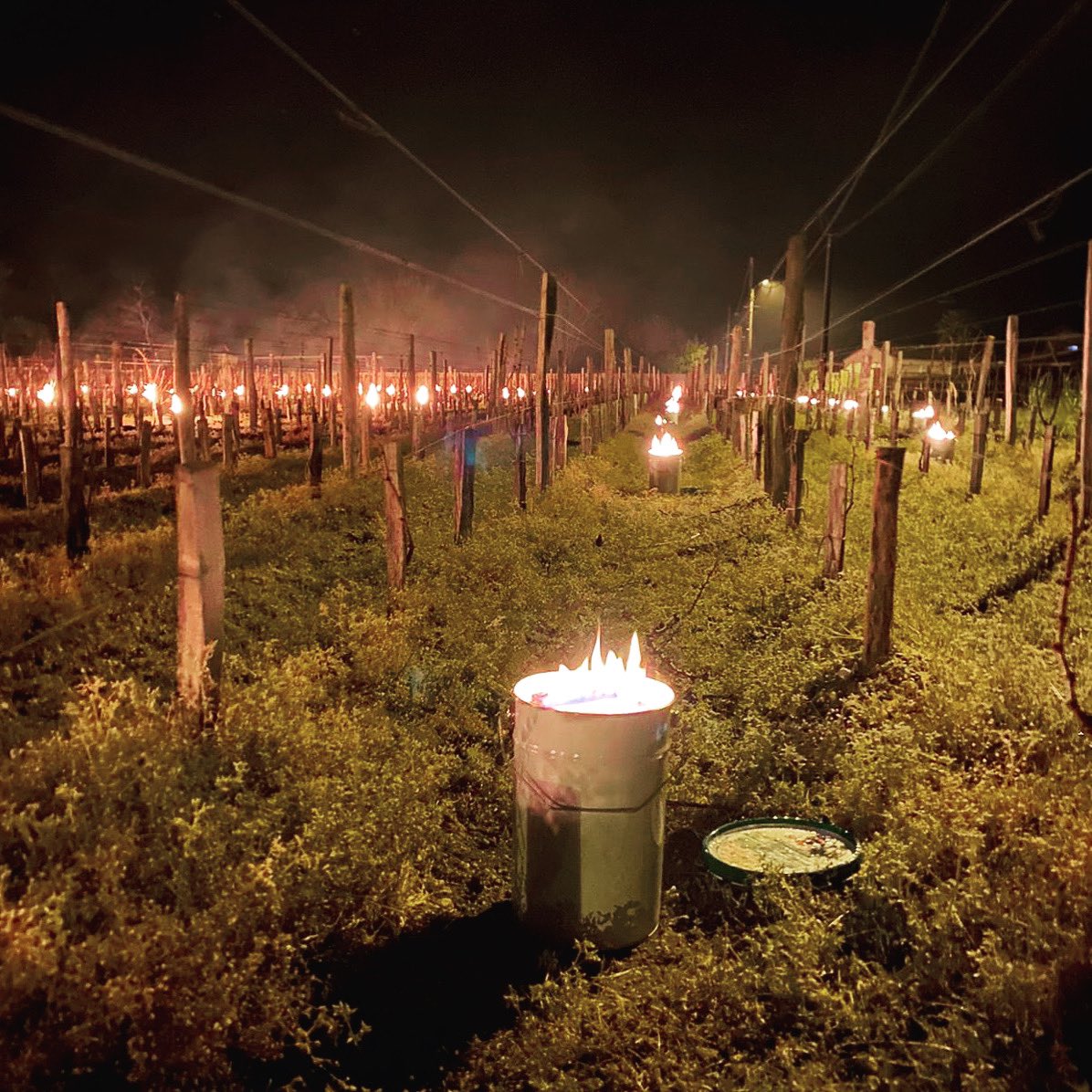 Face au gel, nous protégeons nos vignes de notre parcelle Franc de Pied avec des bougies à base de paraffine d’origine 100% naturelles, renouvelables et peu émettrices de fumée. Se situant dans une enclave séparée du reste du vignoble,elle est plus sensible.
#biodynamie