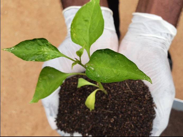 prosect_feed's tweet photo. #ENTOFERT organic fertilizer by #prosect feed. https://t.co/xzKn05NLD7