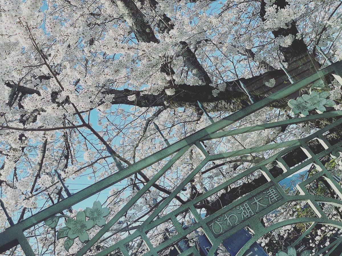 actor03YN's tweet photo. 滋賀の桜🌸

#お父さんの仕事場
は
#桜の名所🌸 https://t.co/45MBc7naFg
