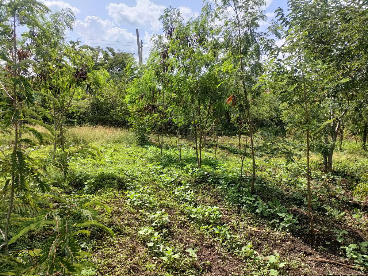 Ict011's tweet photo. We practice agroforestry at our green space and that's why our trees grow very fast and we harvest Healthy beans and vegetables under a cool environment🌱🌳💚💚.~Triple wins https://t.co/gSjsRZWBww